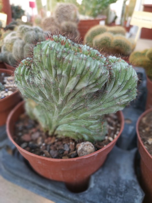 Polaskia chichipe f. cristata