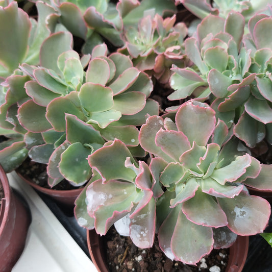 Echeveria 'Takasago No Okina' f. cristata