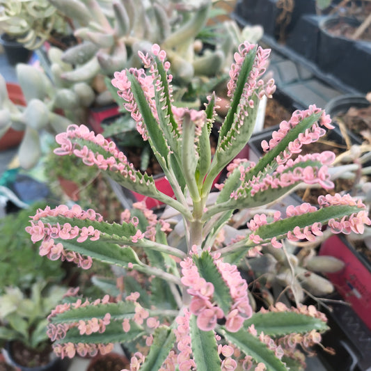 Kalanchoe daigremontiana cv. 'Pink Butterflies'