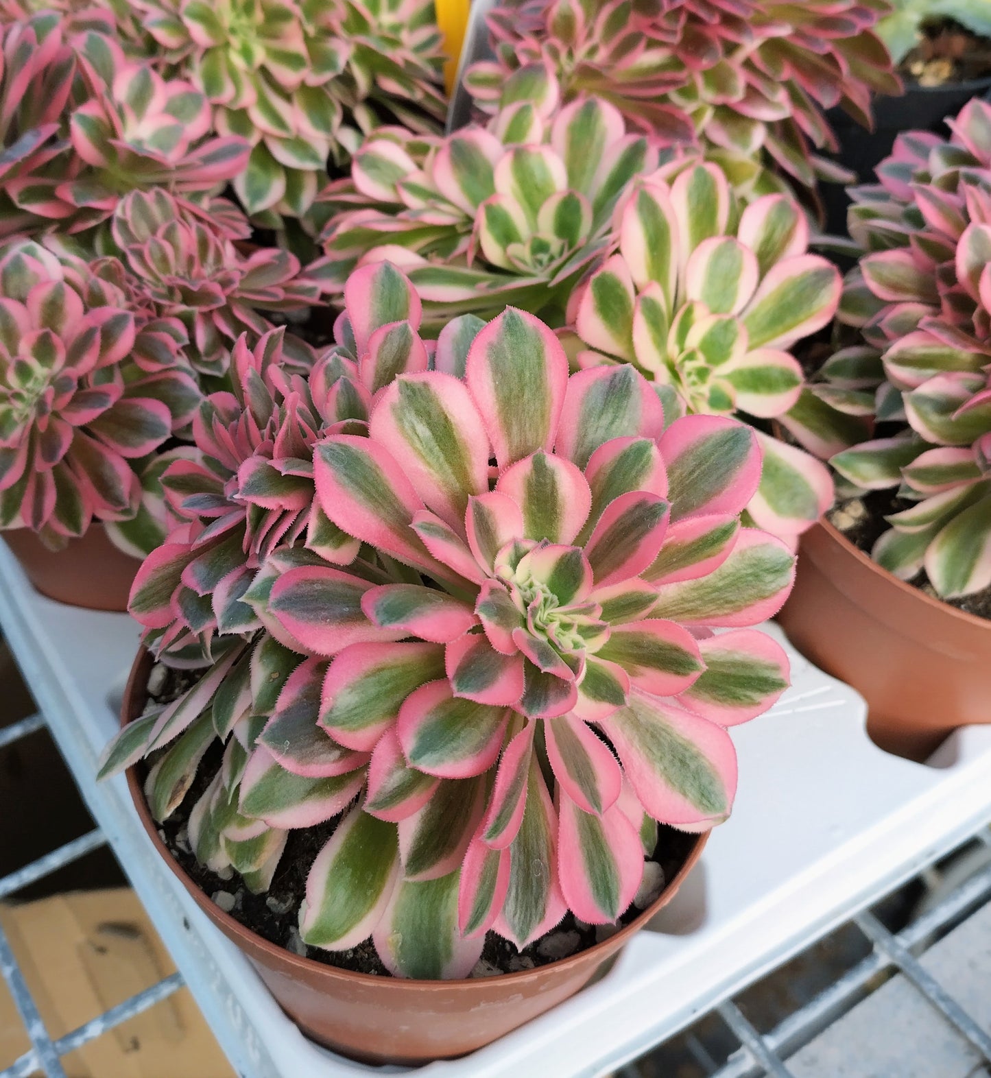 Aeonium 'Pinck With' f. cristata