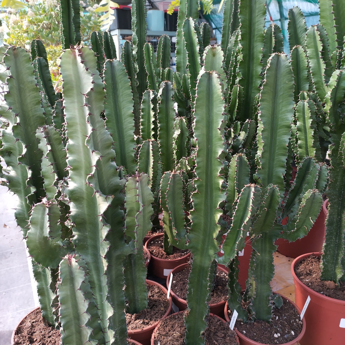 Euphorbia eritrea