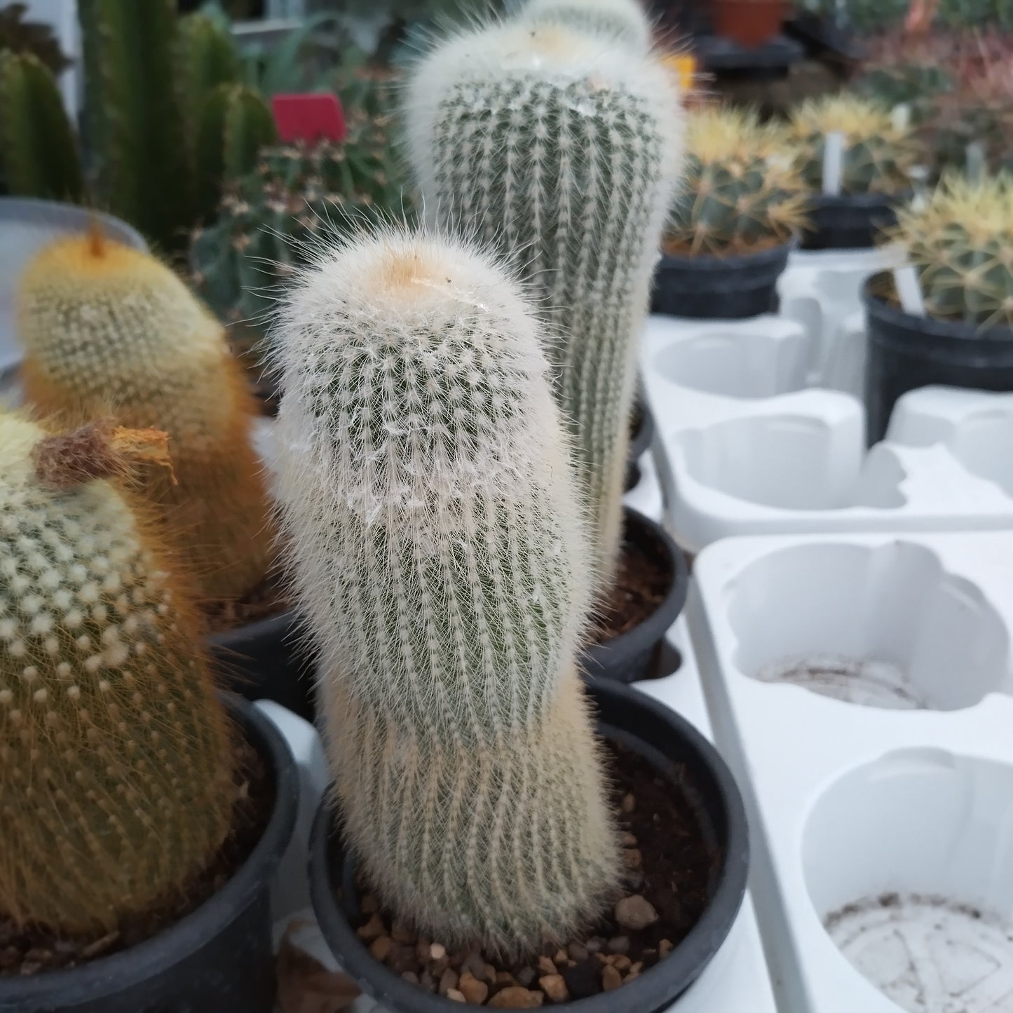 Notocactus leninghausii f. alba