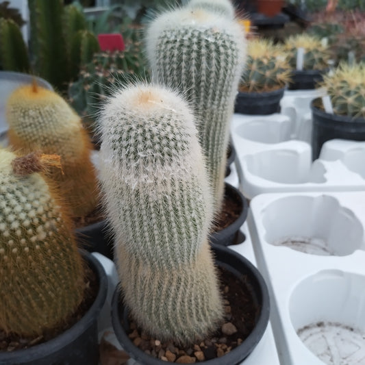 Notocactus leninghausii f. alba