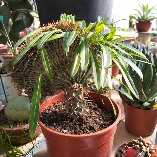 Pachypodium lamerei f. cristata (Greffé)