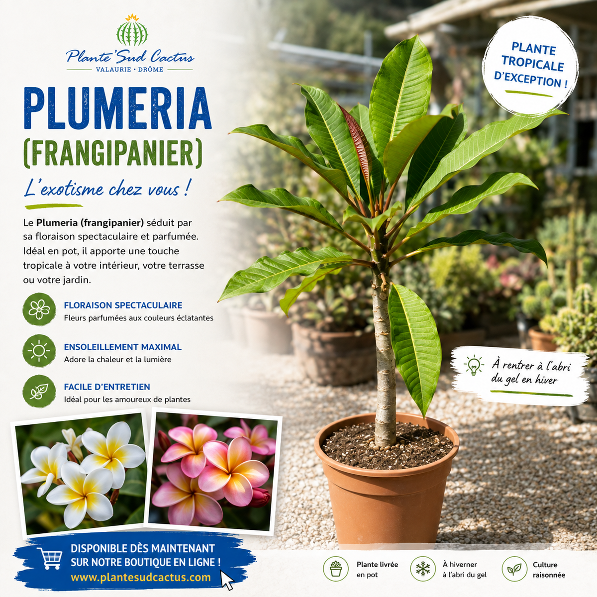 Plumeria (Frangipanier)
