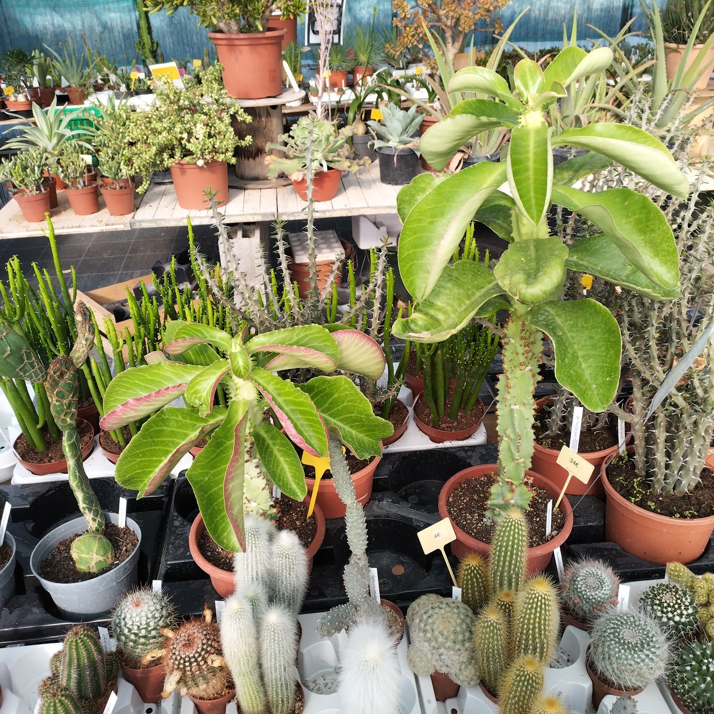 Monadenium spectabile