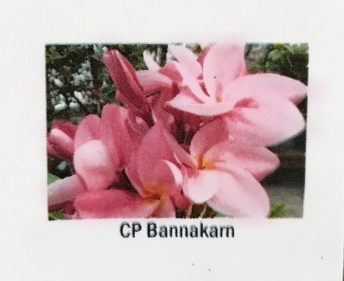 Plumeria (Frangipanier)