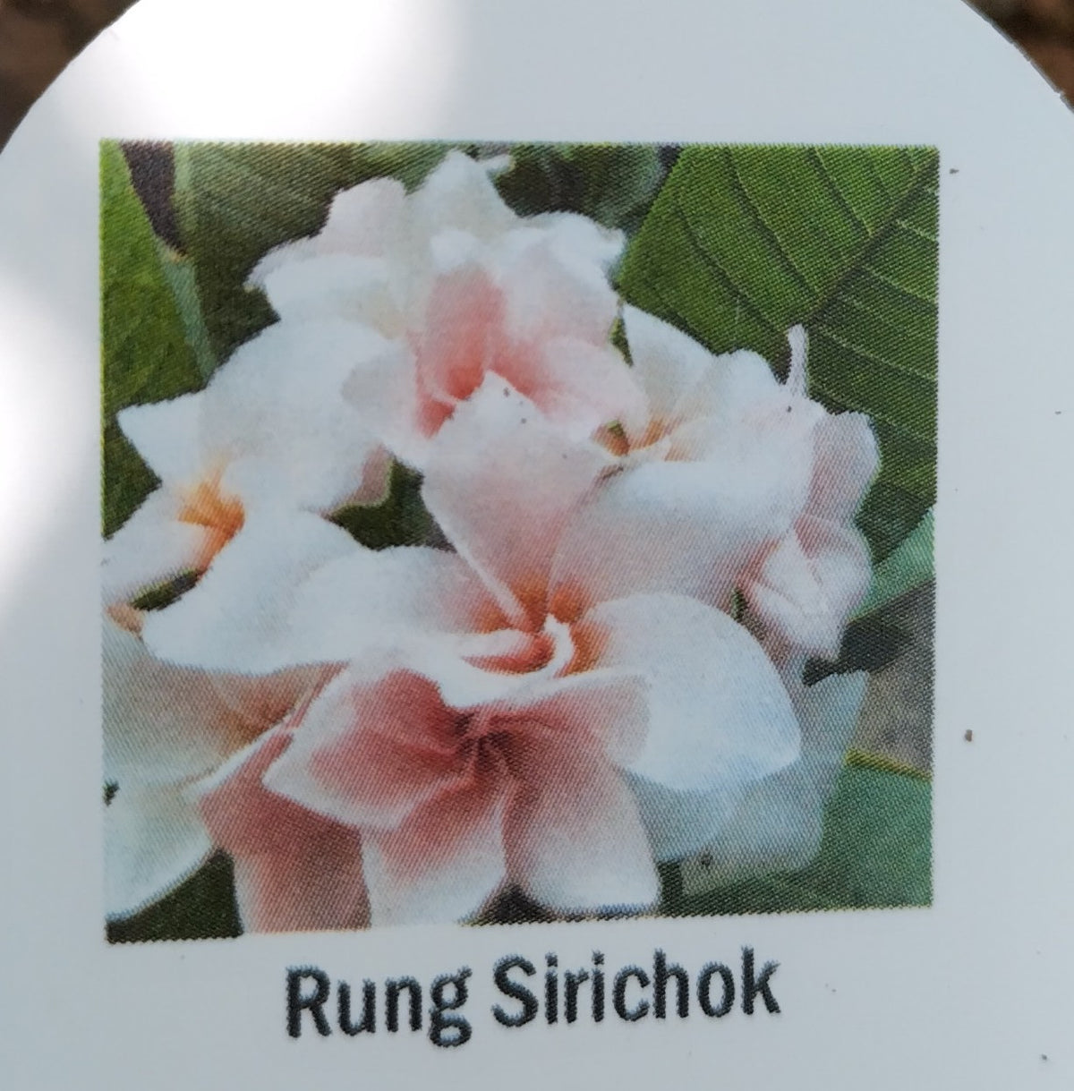 Plumeria (Frangipanier)