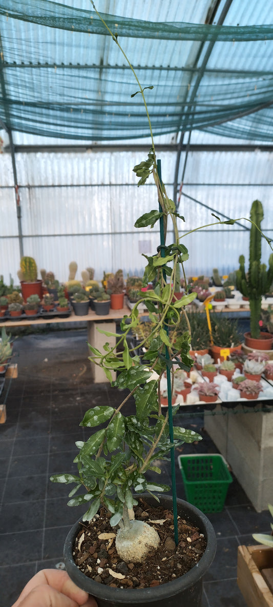Fockea edulis