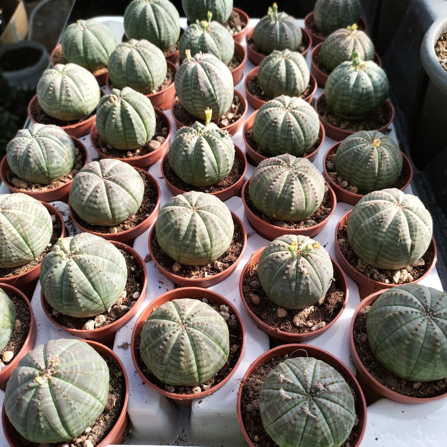 Euphorbia obesa