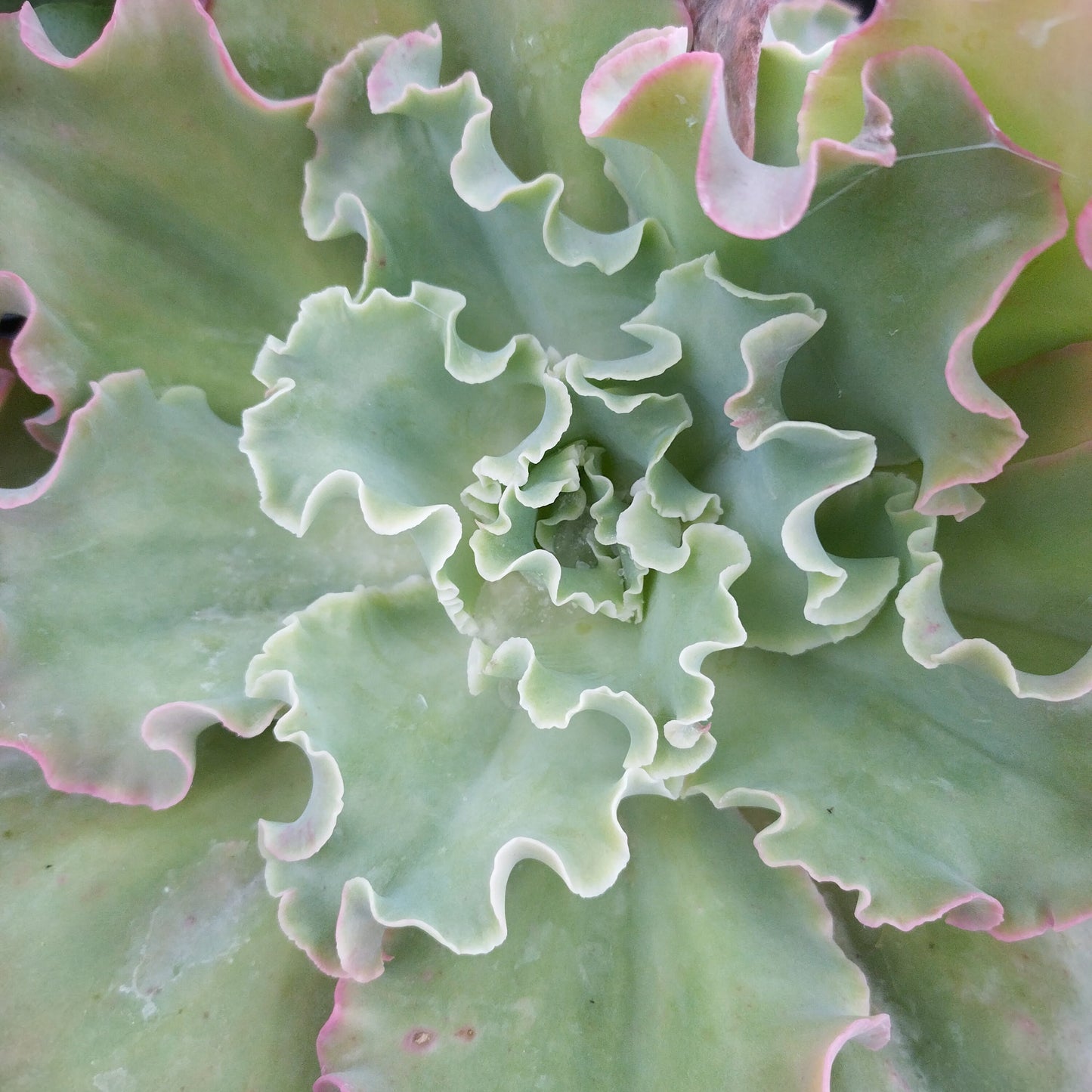 Echeveria 'Takasago No Okina'