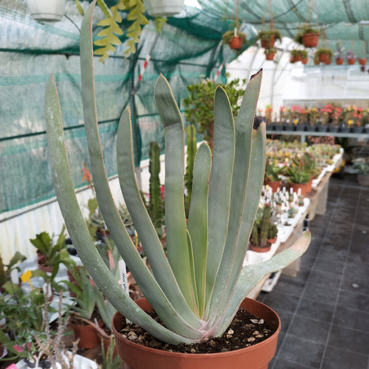 Aloe plicatilis