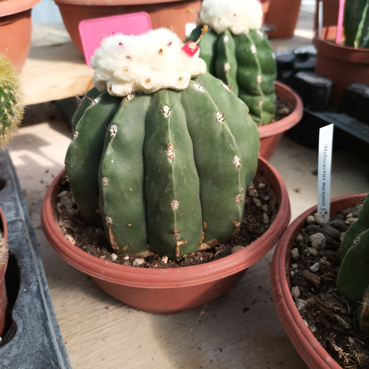 Melocactus maxonii f. inermis