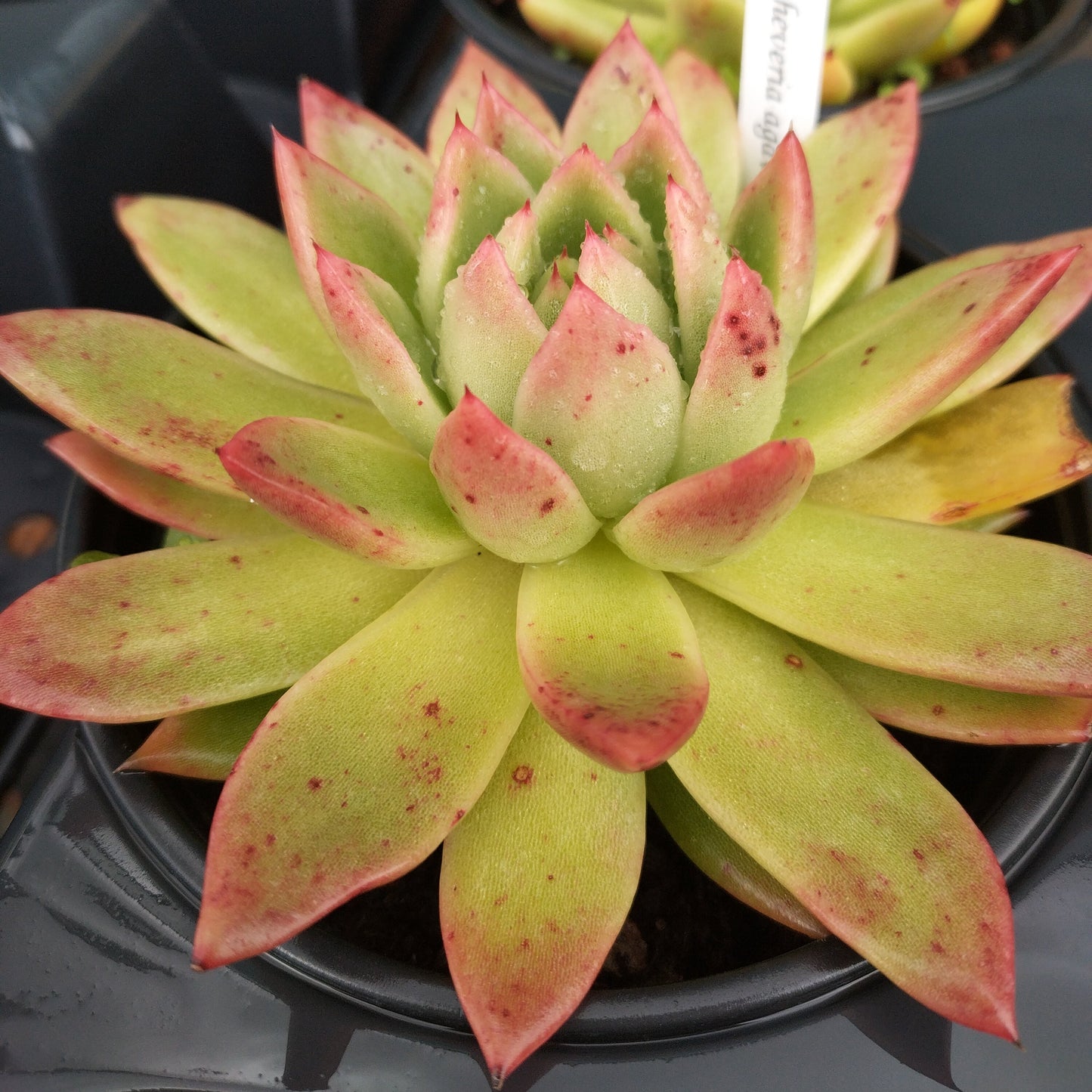 Echeveria agavoides