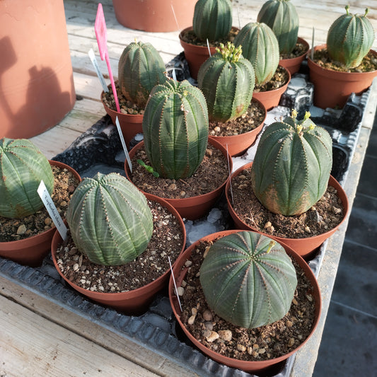 Euphorbia obesa