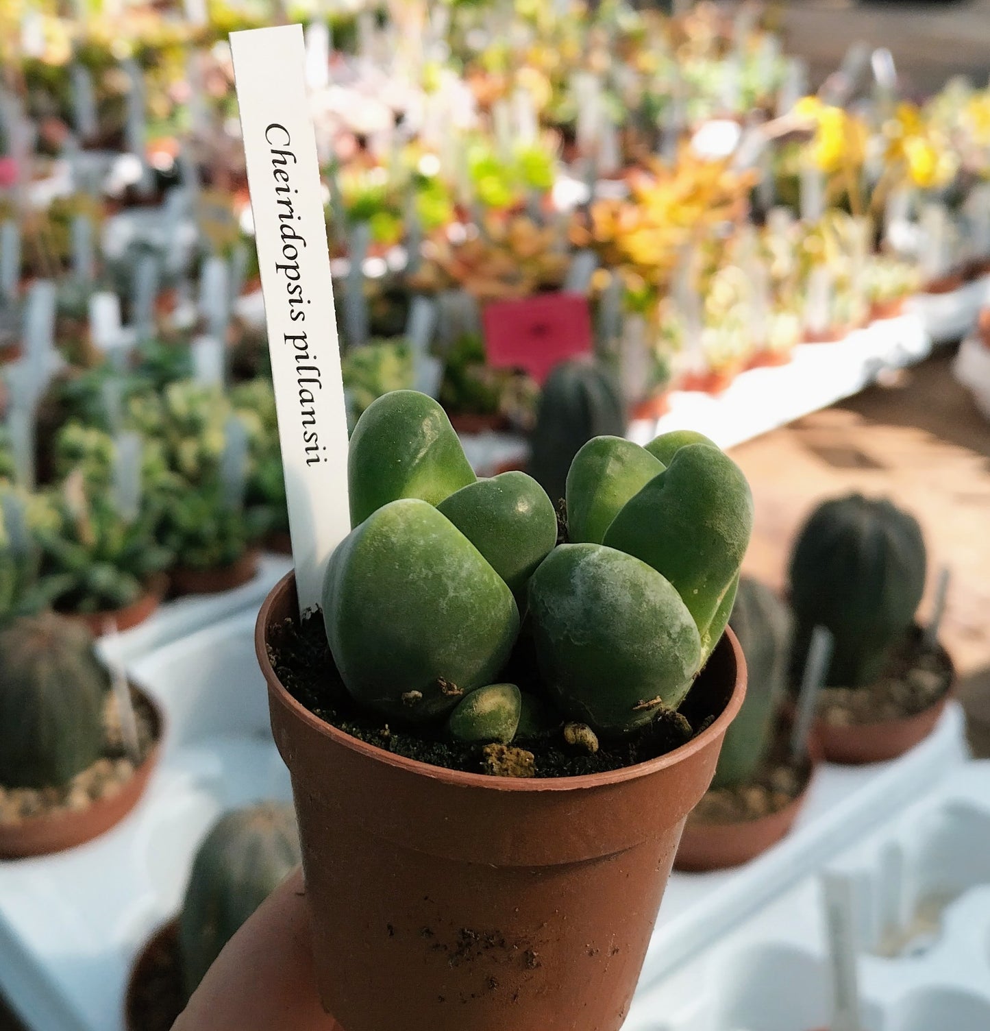 Cheiridopsis pillansii