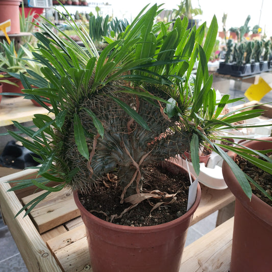 Pachypodium lamerei f. cristata (Greffé)