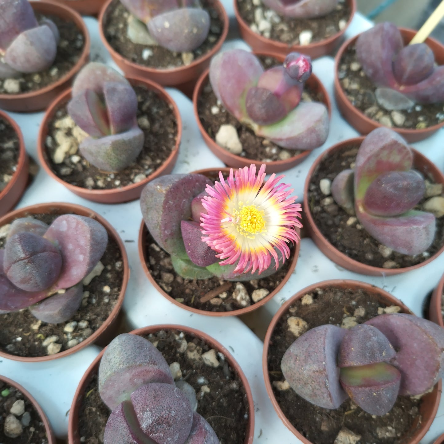 Pleiospilos nelii 'Royal Flush'