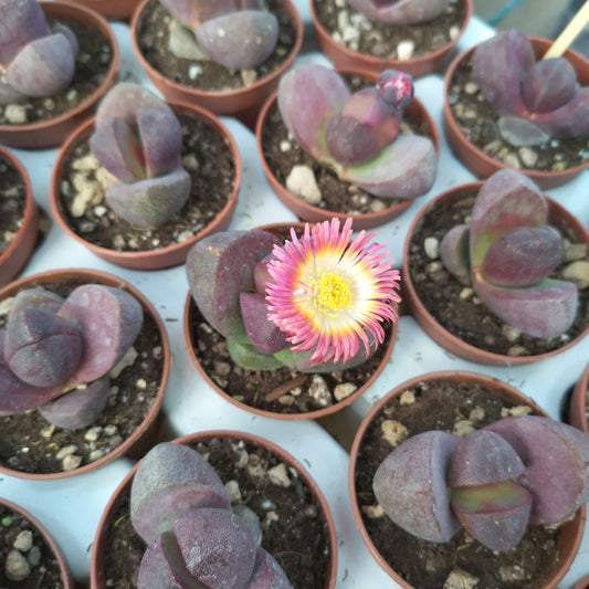 Pleiospilos nelii 'Royal Flush'
