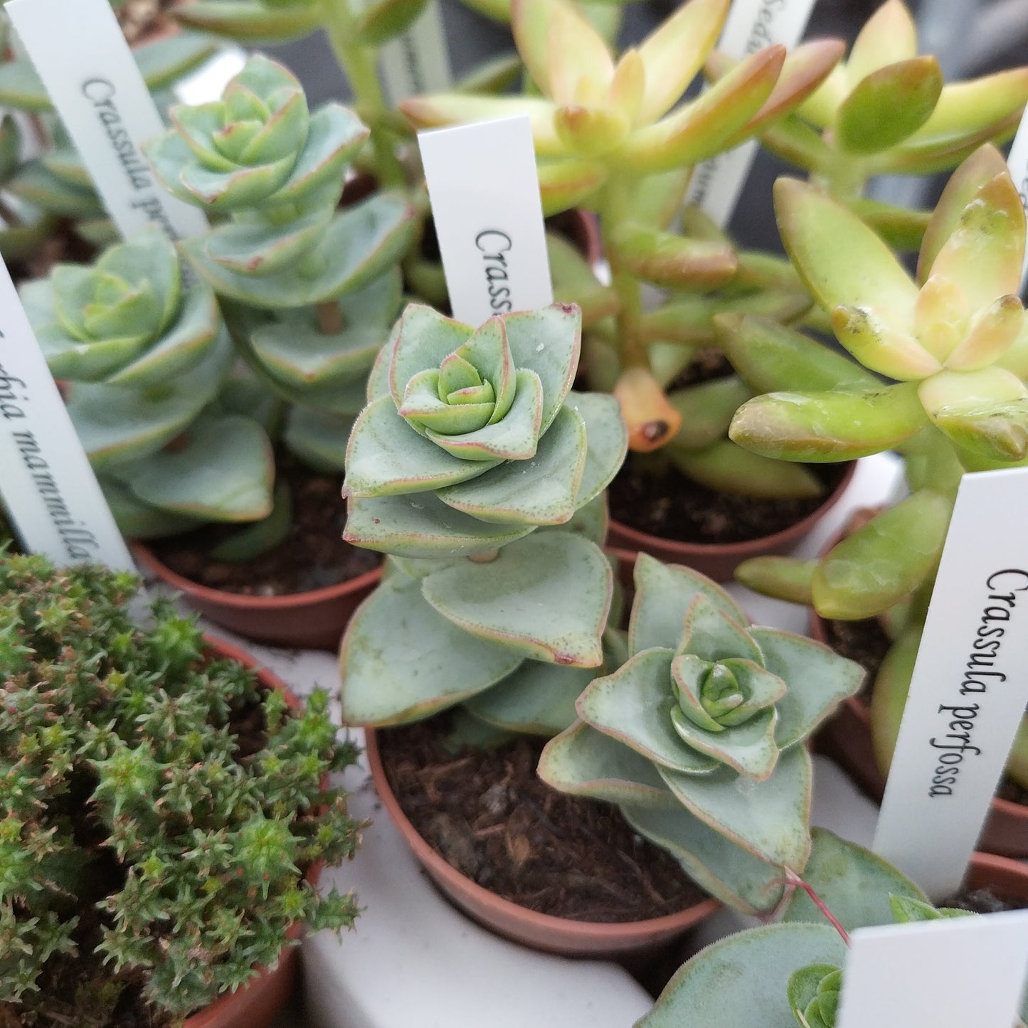 Crassula perfossa