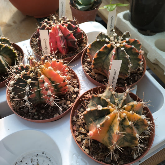 Gymnocalycium mihanovichii cv. hibotan nishiki