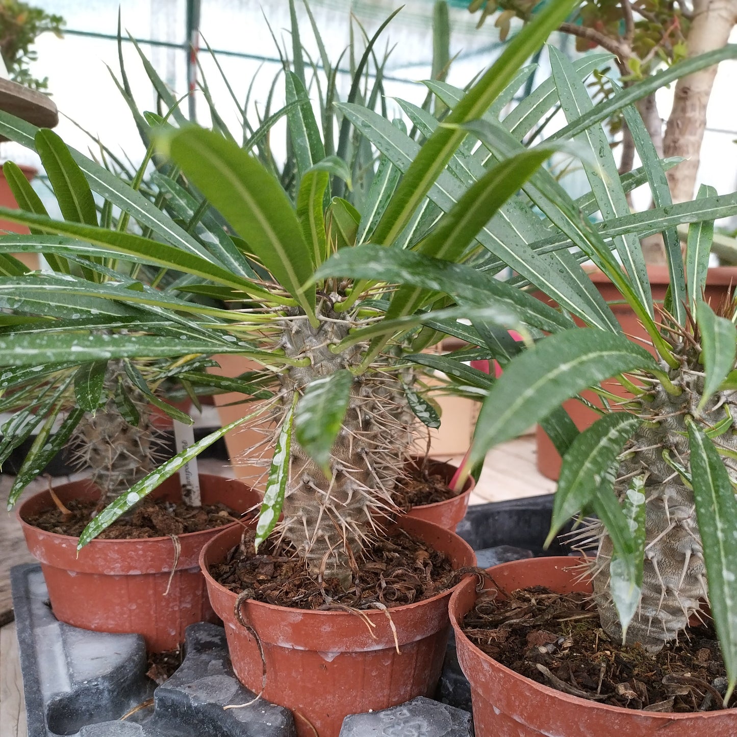 Pachypodium lamerei