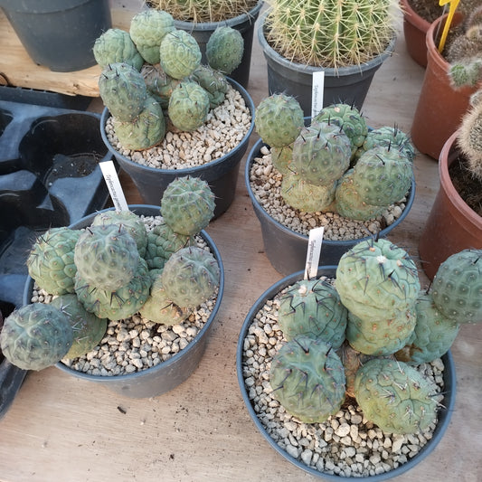 Tephrocactus geometricus