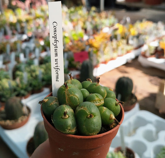 Conophytum uviforme