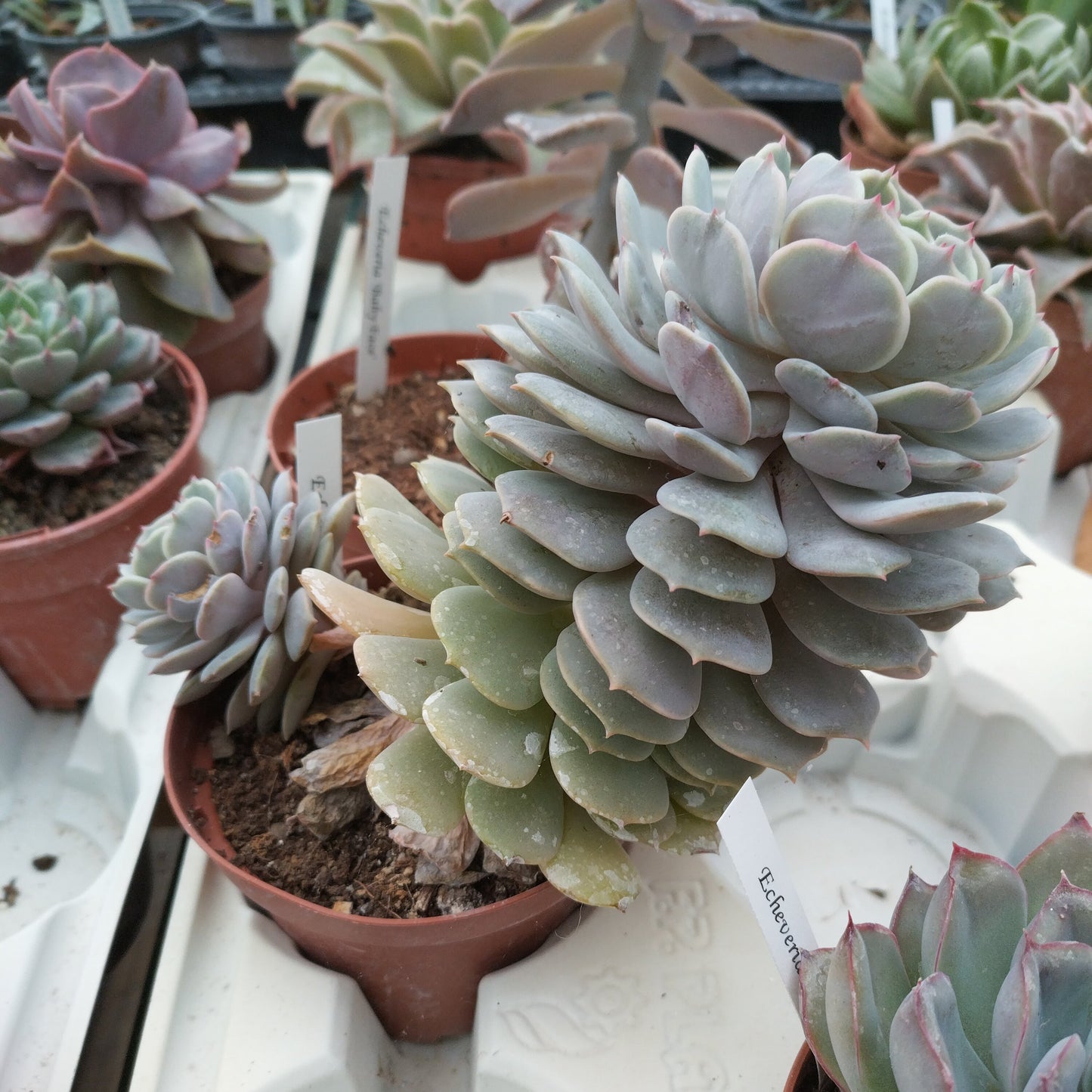 Echeveria lola