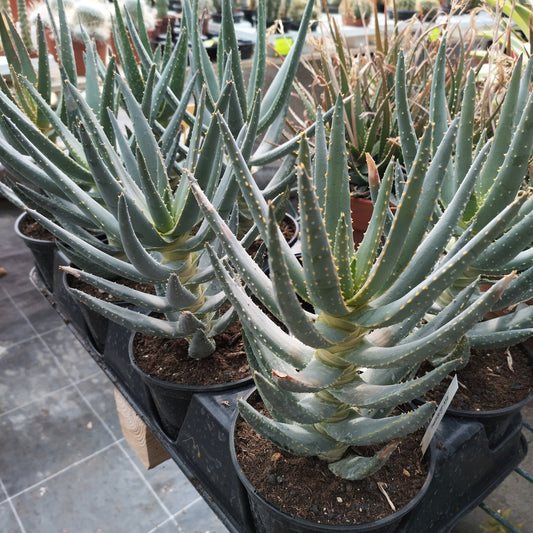Aloe dichotoma