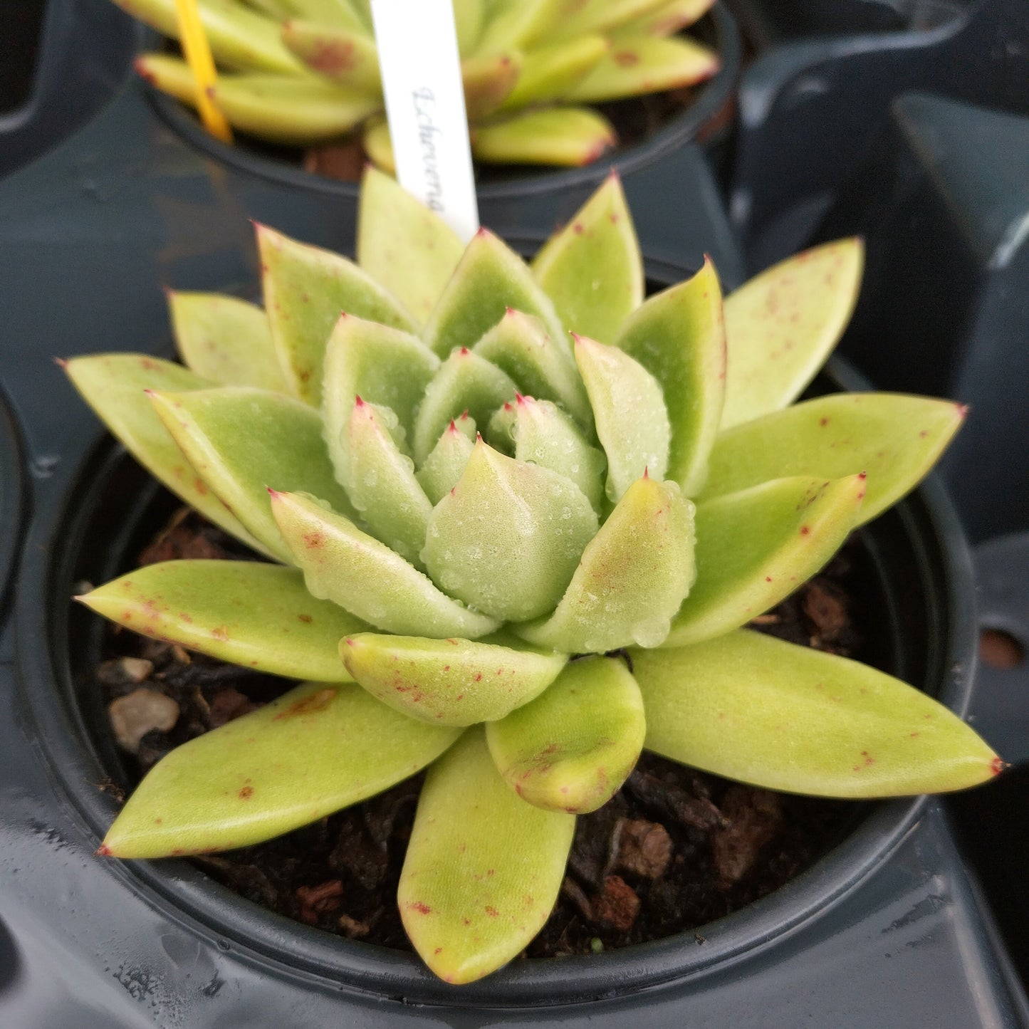 Echeveria agavoides