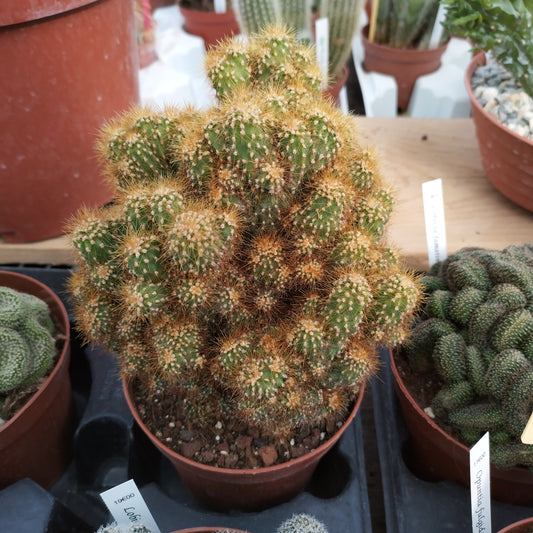 Cereus peruvianus f. monstruosus