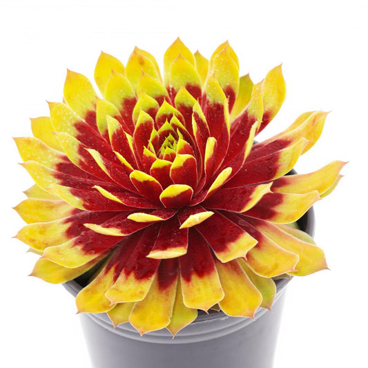 Sempervivum 'Giants Gold Mine'®